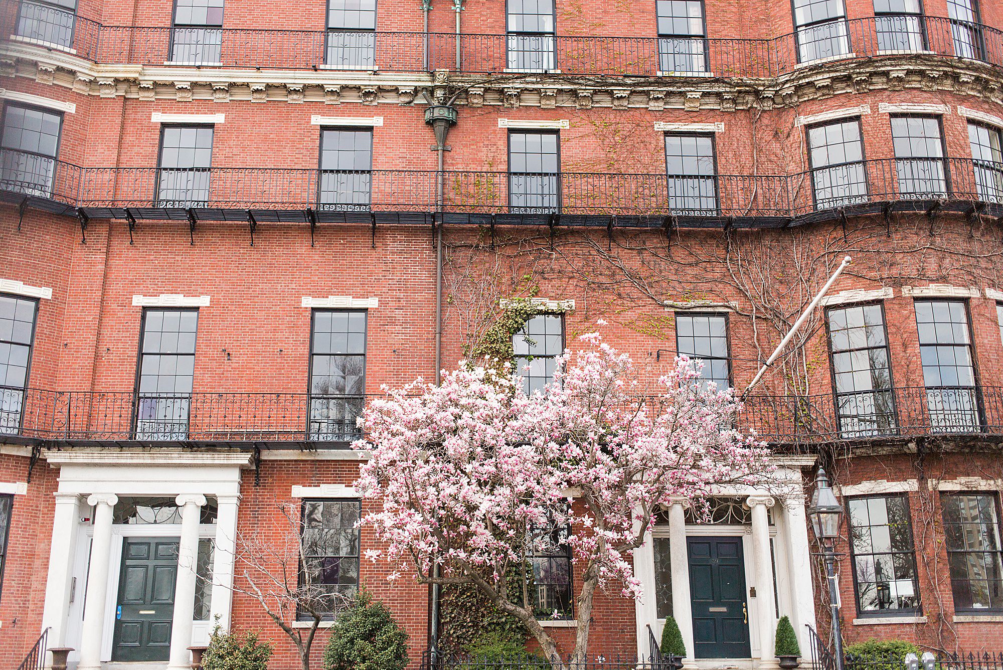 Boston Tree Blooms With Pink Flowers Against A Historic Red Brick Building