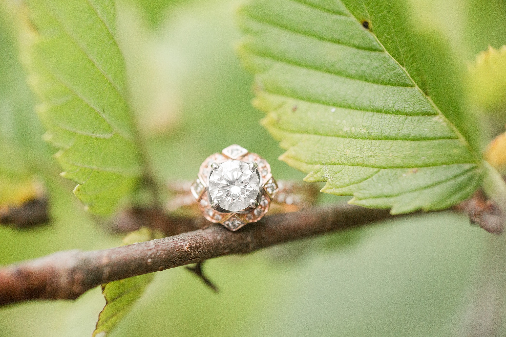 An engagement ring sits on a branch in Buffalo River State Park