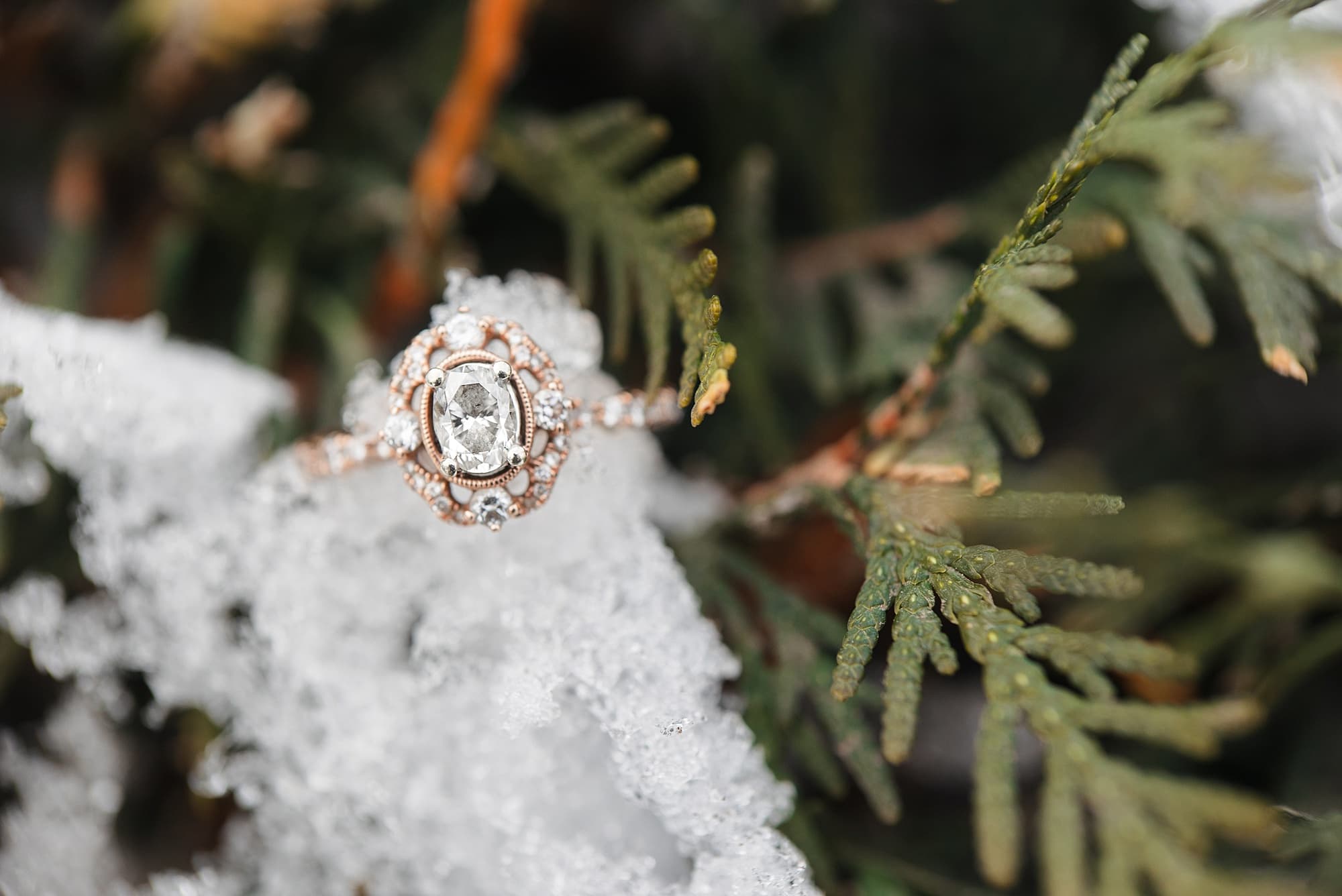 Light gold engagement ring rests on a snow in an evergreen bush in Lindenwood Park
